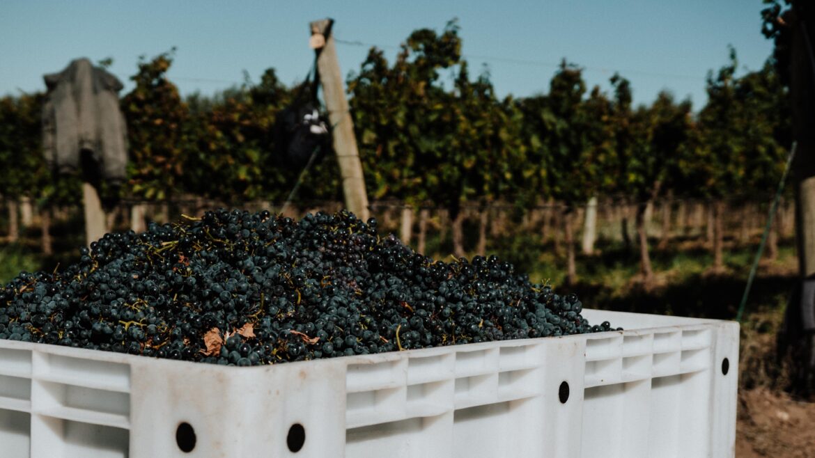 UNA NUEVA VENDIMIA RECORD PARA BODEGA FAMILIA SCHROEDER