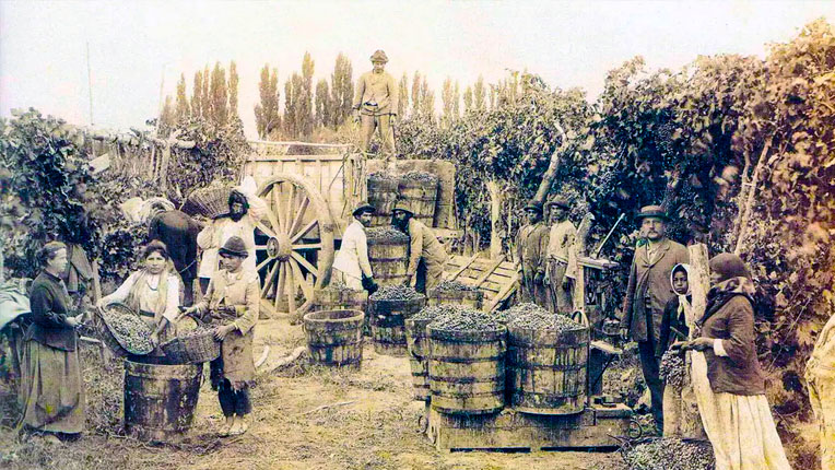 Breve historia de la cultura vitivinícola entrerriana